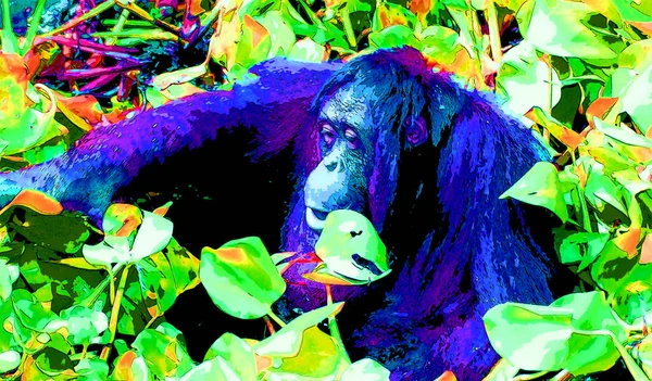Orangutan符号图解具有生动色彩的流行艺术背景图标 — 图库照片
