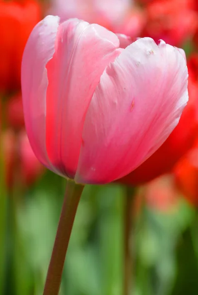 Tulpen Sind Eine Mehrjährige Zwiebelpflanze Mit Auffälligen Blüten Der Gattung — Stockfoto