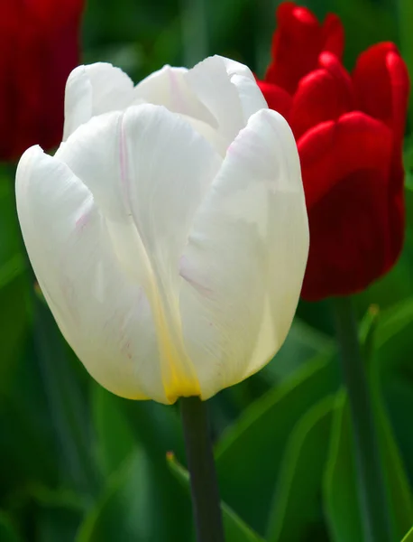 Tulpen Sind Eine Mehrjährige Zwiebelpflanze Mit Auffälligen Blüten Der Gattung — Stockfoto