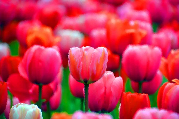 Tulips Perennial Bulbous Plant Showy Flowers Genus Tulipa Which 109 — Stock Photo, Image