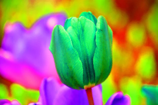 Tulipán Egy Évelő Hagymaféle Növény Tulipa Nemzetség Amelyből Akár 109 — Stock Fotó