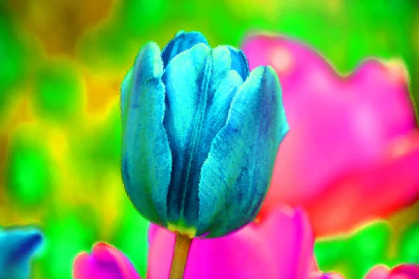 Tulips Perennial Bulbous Plant Showy Flowers Genus Tulipa Which 109 — 스톡 사진