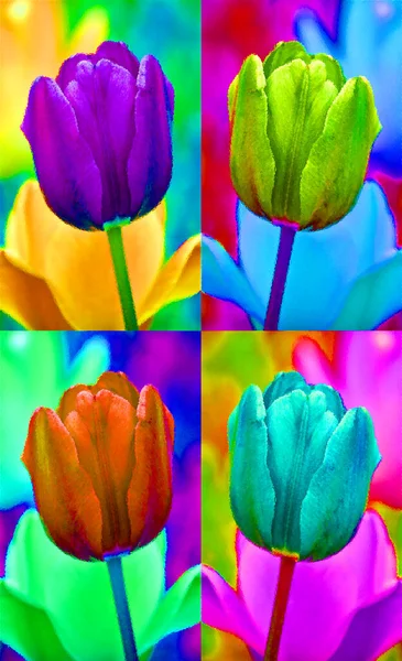 Tulips Perennial Bulbous Plant Showy Flowers Genus Tulipa Which 109 — Stock Photo, Image