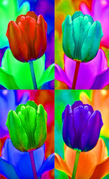 Tulpen Sind Eine Mehrjährige Zwiebelförmige Pflanze Mit Auffälligen Blüten Der — Stockfoto