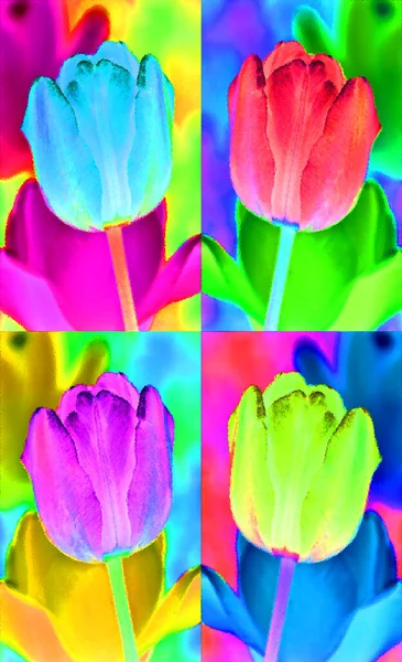 Tulips is a perennial, bulbous plant with showy flowers in the genus Tulipa, of which up to 109 species glossy glass sign illustration pop-art background icon with color spots