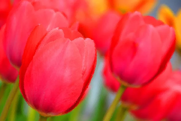 Tulips Perennial Bulbous Plant Showy Flowers Genus Tulipa Which 109 — Foto de Stock