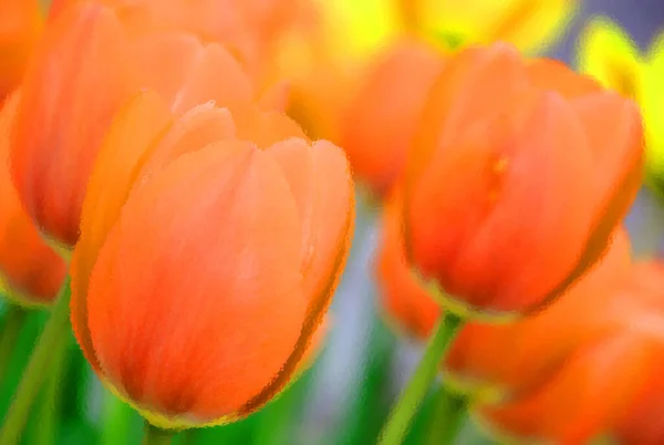 Tulpen Sind Eine Mehrjährige Zwiebelförmige Pflanze Mit Auffälligen Blüten Der — Stockfoto