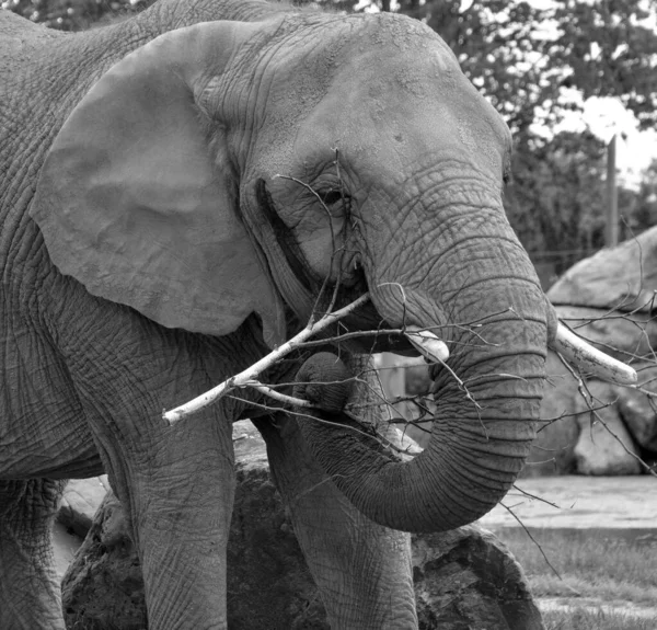 Elephant Large Mammals Family Elephantidae Order Proboscidea Two Species Traditionally — Photo