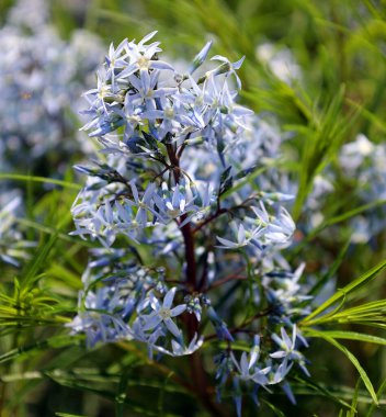 Amsonia hubrichtii, the Hubricht's bluestar, is a North American species of flowering plant in the dogbane family