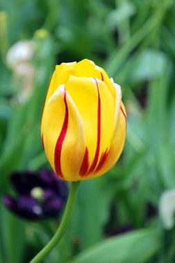 Laleler, Tulipa cinsinde gösterişli çiçekleri olan ve 109 türü barındıran uzun ömürlü, soğanlı bir bitkidir.