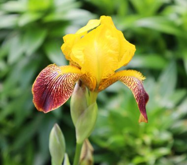 Bahçedeki güzel sarı süsen çiçeği