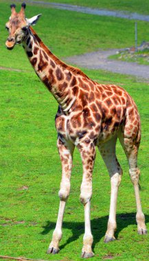 Zürafa, Afrika 'da yaşayan tek ayak parmaklı tek ayaklı bir memelidir. Karada yaşayan en uzun hayvan türü ve en büyük geviş getiren hayvan türüdür..