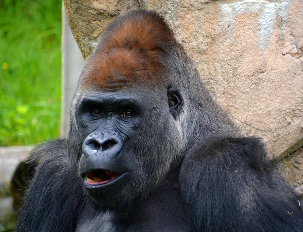 Gorilla Ground Dwelling Predominantly Herbivorous Apes Inhabit Forests Central Africa — Stock Photo, Image