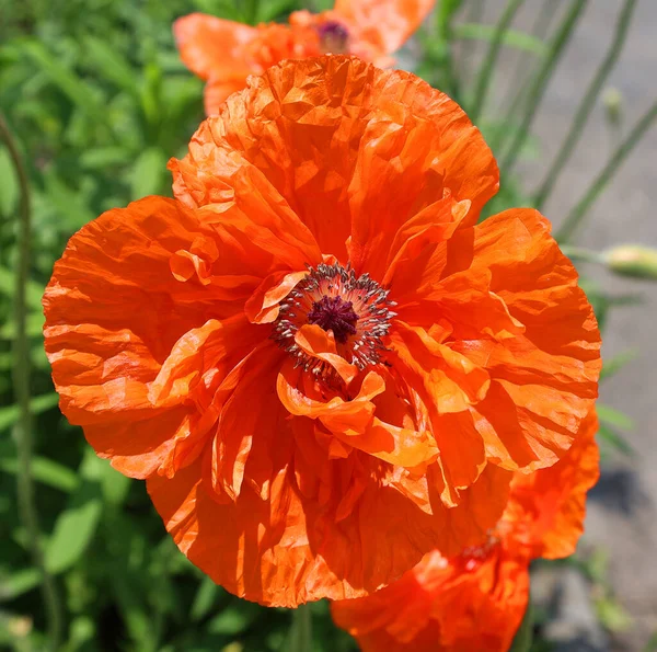 Papaveroideae Uma Espécie Planta Com Flor Pertencente Família Papaveraceae Papoilas — Fotografia de Stock