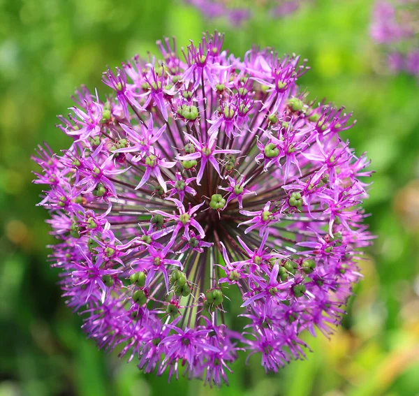 Genere Allium Comprende Piante Monocotiledoni Fiore Comprende Cipolla Aglio Erba — Foto Stock