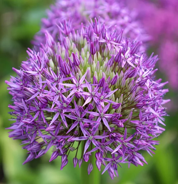 Genre Oignon Allium Comprend Des Plantes Fleurs Monocotylédones Comprend Oignon — Photo