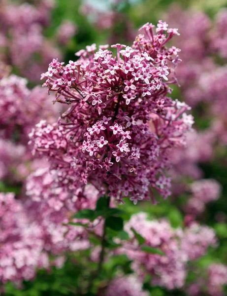 Syringa Vulgaris Lila Lila Común Una Especie Planta Con Flores —  Fotos de Stock