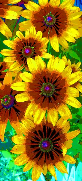 Rudbeckia Commonly Called Coneflowers Black Eyed Susans All Native North — Zdjęcie stockowe