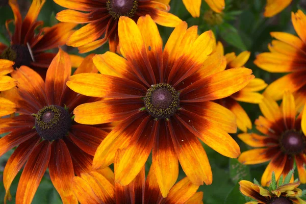 Rudbeckia Commonly Called Coneflowers Black Eyed Susans All Native North — Φωτογραφία Αρχείου