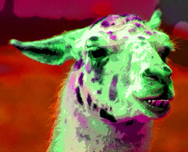 Lama Zeichen Illustration Pop Art Hintergrund Symbol Mit Farbflecken — Stockfoto