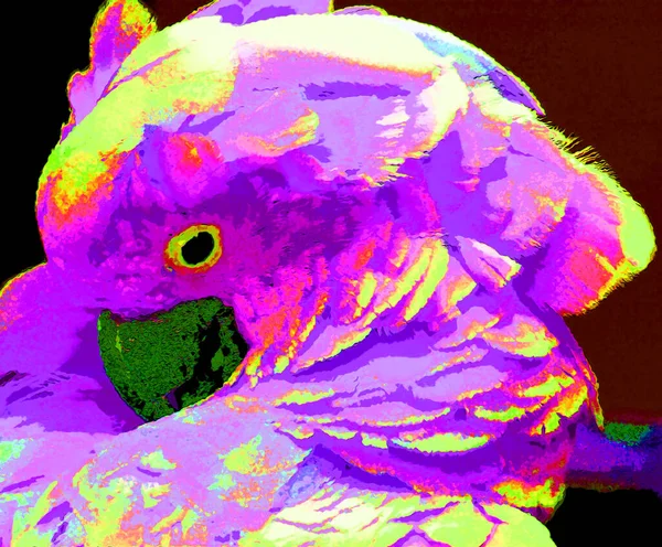 Major Mitchell\'s cockatoo (Lophochroa leadbeateri) also known as Leadbeater\'s cockatoo or pink cockatoo is a medium-sized cockatoo of Australia sign illustration pop-art background icon with color