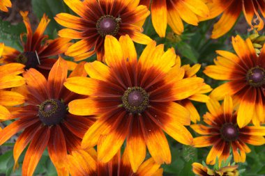 Rudbeckia genellikle koni çiçekleri ve siyah gözlü susanlar olarak adlandırılır; hepsi Kuzey Amerika 'ya özgüdür. 