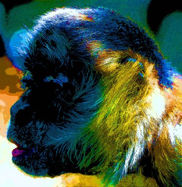 Patas maymunu (Erythrocebus patas), ayrıca wadi maymunu veya süvari maymunu olarak da bilinir.