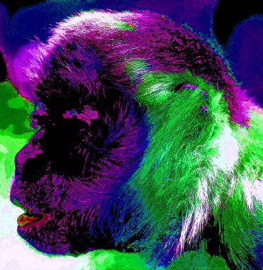 Patas maymunu (Erythrocebus patas), ayrıca wadi maymunu veya süvari maymunu olarak da bilinir.