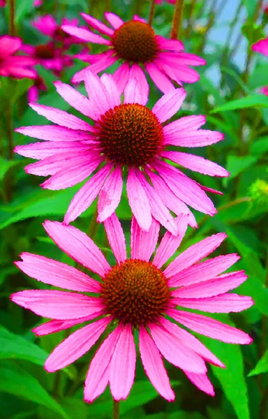 Rudbeckia Commonly Called Coneflowers Black Eyed Susans All Native North — 스톡 사진