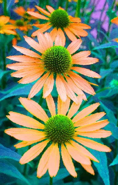 Rudbeckia Commonly Called Coneflowers Black Eyed Susans All Native North — Stock Photo, Image