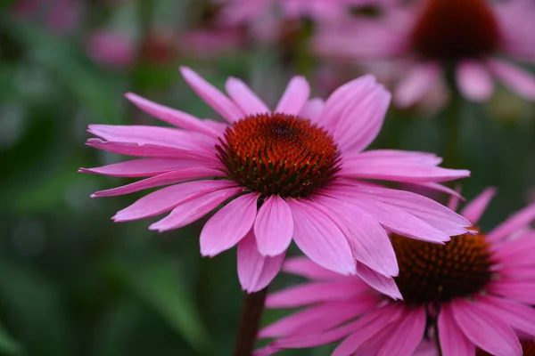 Rudbeckia Commonly Called Coneflowers Black Eyed Susans All Native North — Zdjęcie stockowe