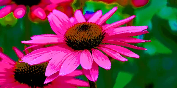 Rudbeckia Commonly Called Coneflowers Black Eyed Susans All Native North — ストック写真