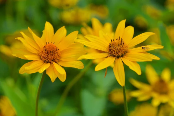 Rudbeckiát Általában Tűlevelűeknek Fekete Szemű Susanoknak Nevezik Mindegyik Észak Amerikában — Stock Fotó