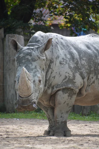 Das Breitmaulnashorn Oder Quadratlippennashorn Ist Die Größte Erhaltene Nashornart Hat — Stockfoto