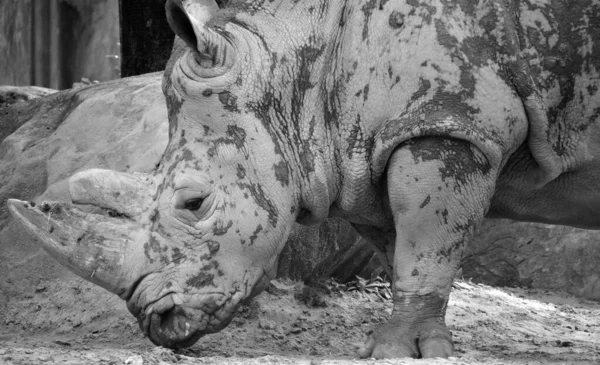 Rhinocéros Blanc Rhinocéros Lèvres Carrées Est Grande Espèce Existante Rhinocéros — Photo