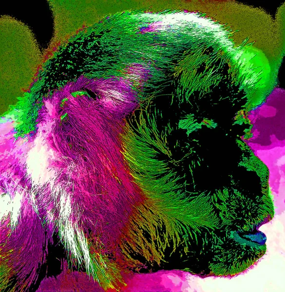 Macaco Patas Erythrocebus Patas Também Conhecido Como Macaco Wadi Macaco — Fotografia de Stock