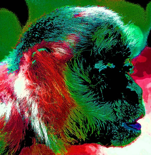 Пасажирська Мавпа Erythrocebus Patas Також Відома Мавпа Ваді Або Гусарська — стокове фото