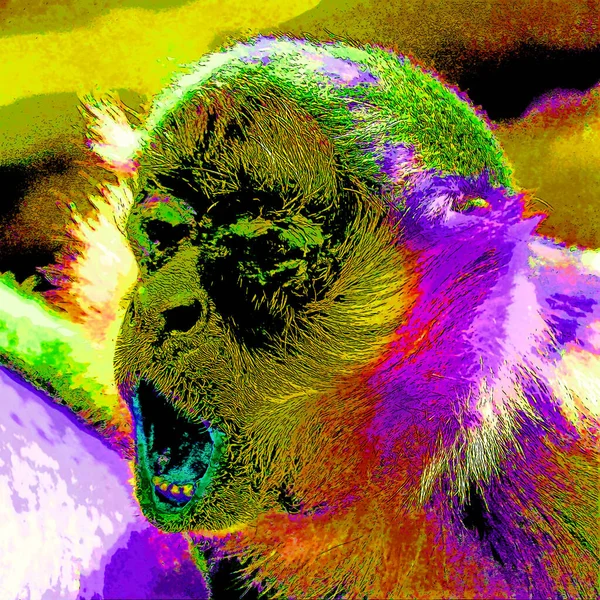Patas Monkey Erythrocebus Patas Also Known Wadi Monkey Hussar Monkey — Foto de Stock