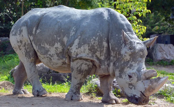 White Rhinoceros Square Lipped Rhinoceros Largest Extant Species Rhinoceros Has — Stock Photo, Image