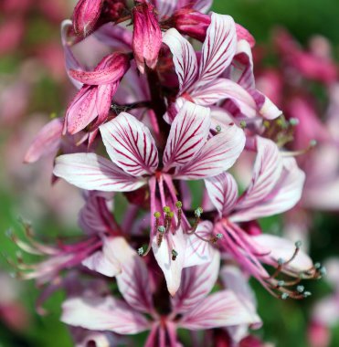 Euonymus alatus, Çelastraceae familyasından orta ve kuzey Çin, Japonya ve Kore 'de yetişen, kanatlı öonymus veya yanan çalı türü.