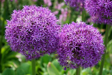 Soğan cinsi Allium tek tip çiçekli bitkilerden oluşur ve soğan, sarımsak, soğan, soğan, soğan, soğan, soğan, soğan, soğan ve pırasa gibi yüzlerce yabani türün yanı sıra.