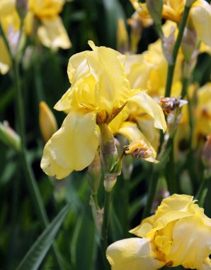 Iris, çiçekli 260300 çiçek türünden oluşan bir bitki cinsidir. Adını Yunanca 'da gökkuşağı anlamına gelen 