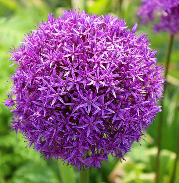 Genre Oignon Allium Comprend Des Plantes Fleurs Monocotylédones Comprend Oignon — Photo
