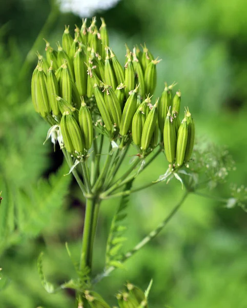 Artemisia Absinthium Wormwood Absinthe Absinthium Absinthe Wormwood Mugwort Wermout Wermud — Fotografia de Stock