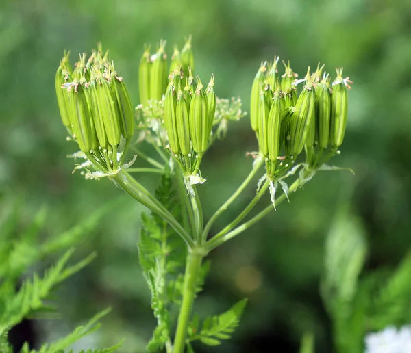 Artemisia Absinthium Wormwood Absinthe Absinthium Absinthe Wormwood Mugwort Wermout Wermud — kuvapankkivalokuva