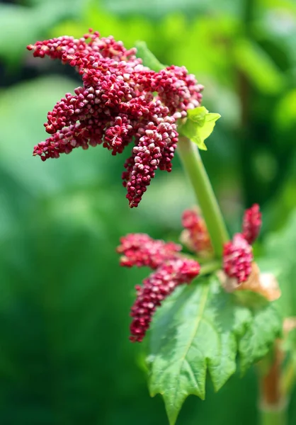 Rebarbara Rheum Rhabarbarum Virág Polygonaceae Családba Tartozó Növényfaj Egy Lágyszárú — Stock Fotó