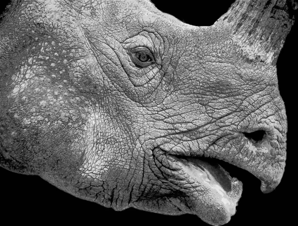 Indian Rhinoceros Rhinoceros Unicornis Also Called Greater One Horned Rhinoceros — Fotografie, imagine de stoc