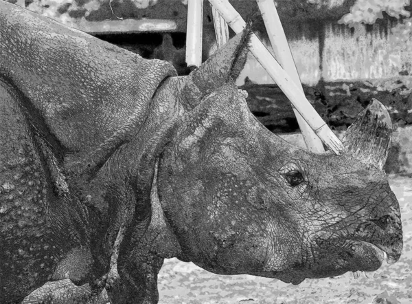 Indian Rhinoceros Rhinoceros Unicornis Also Called Greater One Horned Rhinoceros — стоковое фото