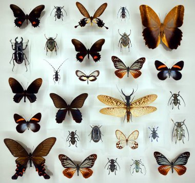 Camın altında çeşitli ölü kelebekler ve böcekler var.