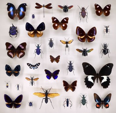 Camın altında çeşitli ölü kelebekler ve böcekler var.